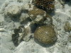 97. Rcif de corail - Cte est de Zanzibar - Eric_M