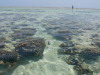 98. Rcif de corail - Cte est de Zanzibar - Eric_M