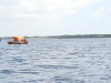 101. Dauphins - Baie de Menai - Kizimbazi - Zanzibar - Eric_M